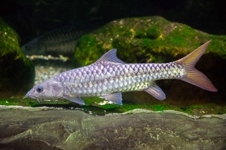 Fotografie druhu Tor putitora