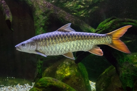 Fotografie druhu Tor putitora