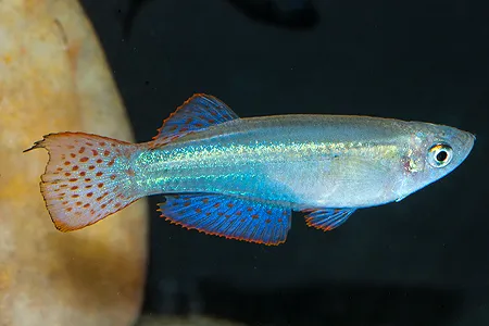 Ilustrační obrázek k článku: Halančíkovci (1)