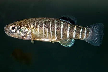 Ilustrační obrázek k článku: Halančíkovci (2)