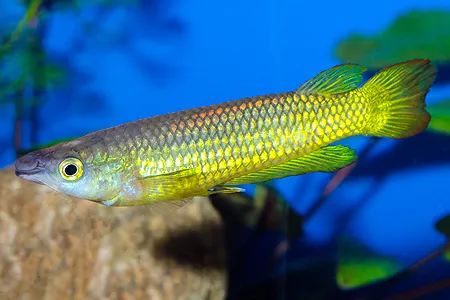 Ilustrační obrázek k článku: Halančíkovci (3)