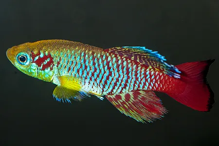 Ilustrační obrázek k článku: Halančíkovci (4)