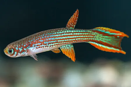 Ilustrační obrázek k článku: Halančíkovci (5)