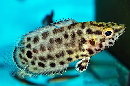 Ilustrační obrázek k článku: Labyrintky (1)