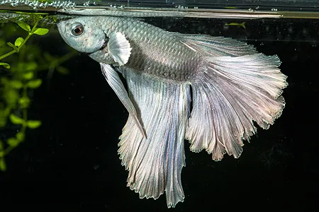 Ilustrační obrázek k článku: Labyrintky (3)