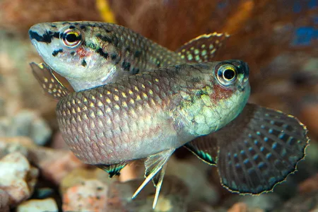 Ilustrační obrázek k článku: Labyrintky (4)