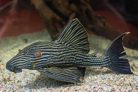 Ilustrační obrázek k článku: Zajímavé ryby na výstavě AKVA PRAHA 2016