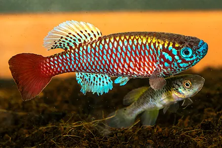 Ilustrační obrázek k článku: Halančíci na výstavě AKVA PRAHA 2016