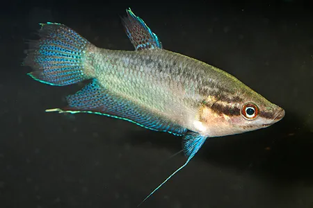 Ilustrační obrázek k článku: Labyrintky (5)