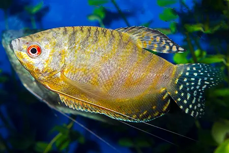 Ilustrační obrázek k článku: Labyrintky (6)