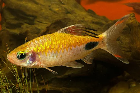 Ilustrační obrázek k článku: V Rychnově je dobře