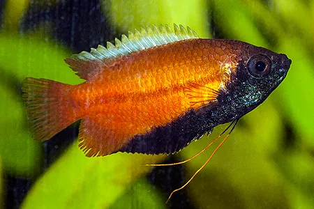 Ilustrační obrázek k článku: Labyrintky (7)