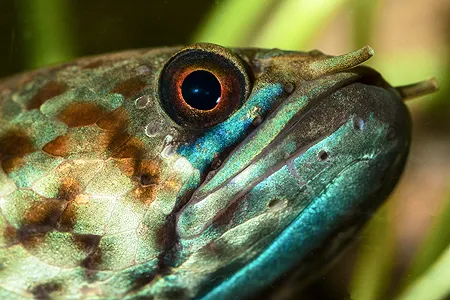 Ilustrační obrázek k článku: Hadohlavci