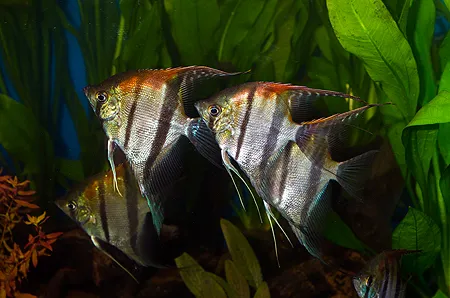 Ilustrační obrázek k článku: Skaláry