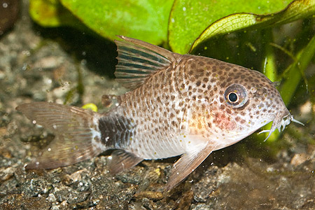 Corydoras caudimaculatus