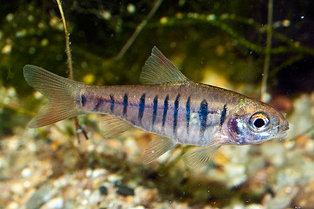 Barbus fasciolatus