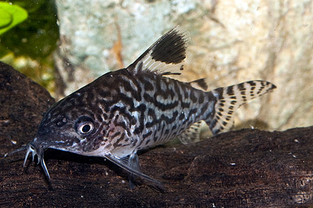 Corydoras reticulatus