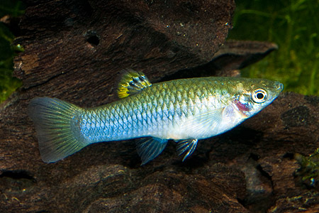 Poecilia caucana