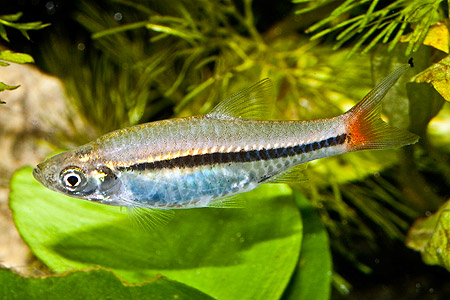 Rasbora borapetensis