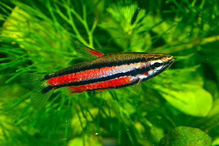 Nannostomus sp. „Purple“