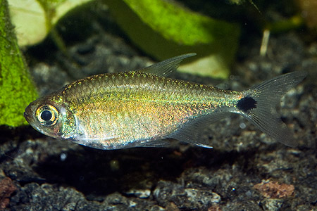 Hemigrammus cf. tridens