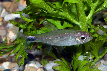 Axelrodia cf. stigmatias