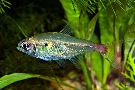 Hemigrammus cf. stictus
