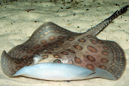Potamotrygon motoro