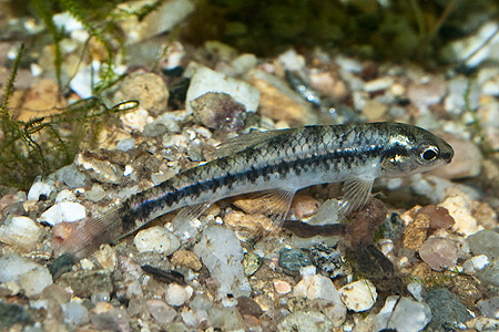 Characidium sp.