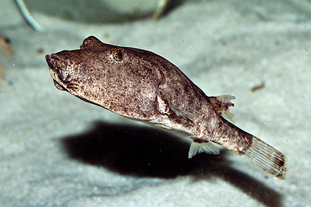 Tetraodon miurus