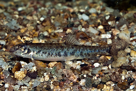 Lepidocephalichthys hasselti