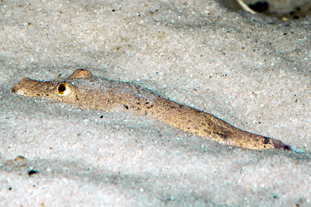 Tetraodon miurus