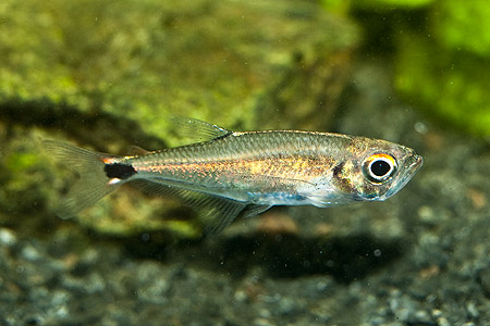 Gnathocharax steindachneri