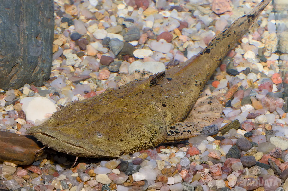 Fotografie druhu Chaca chaca