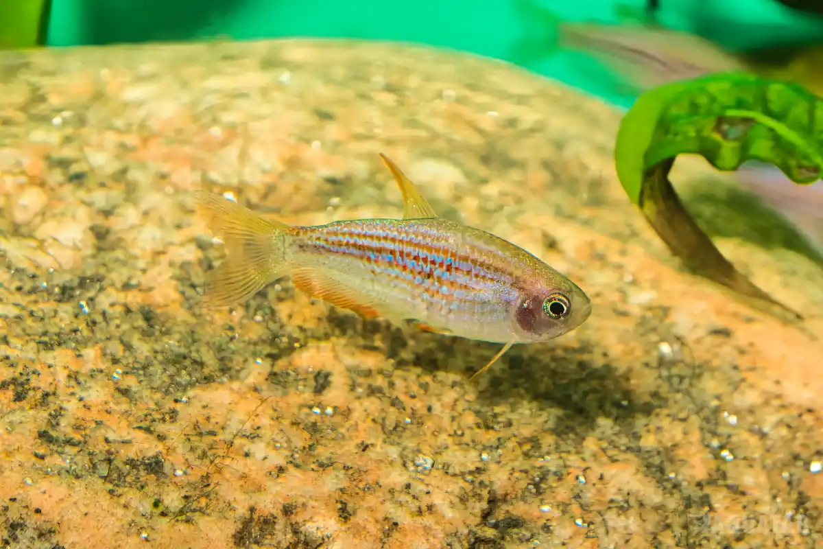 Fotografie druhu Inpaichthys parauapiranga