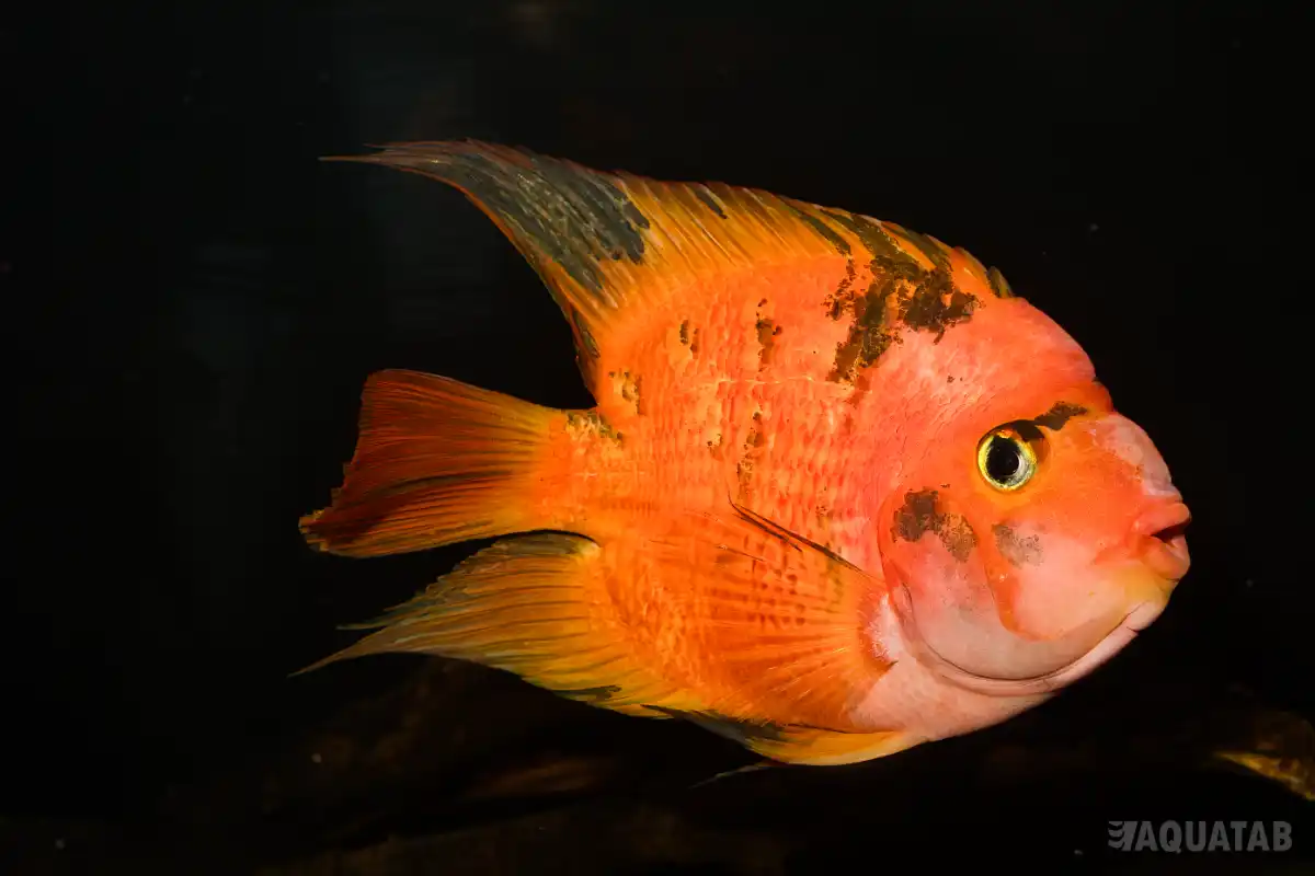 Fotografie druhu Cichlasoma sp. Super Red Tiger Parrot