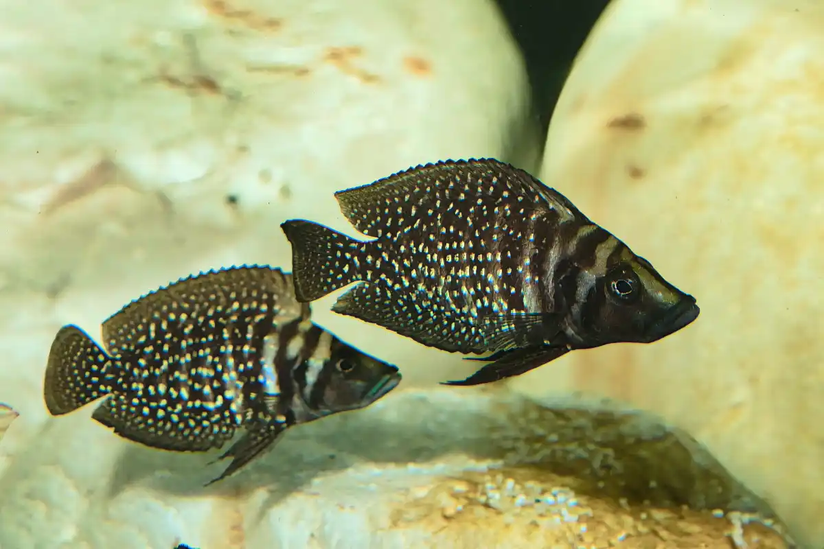 Fotografie druhu Altolamprologus calvus