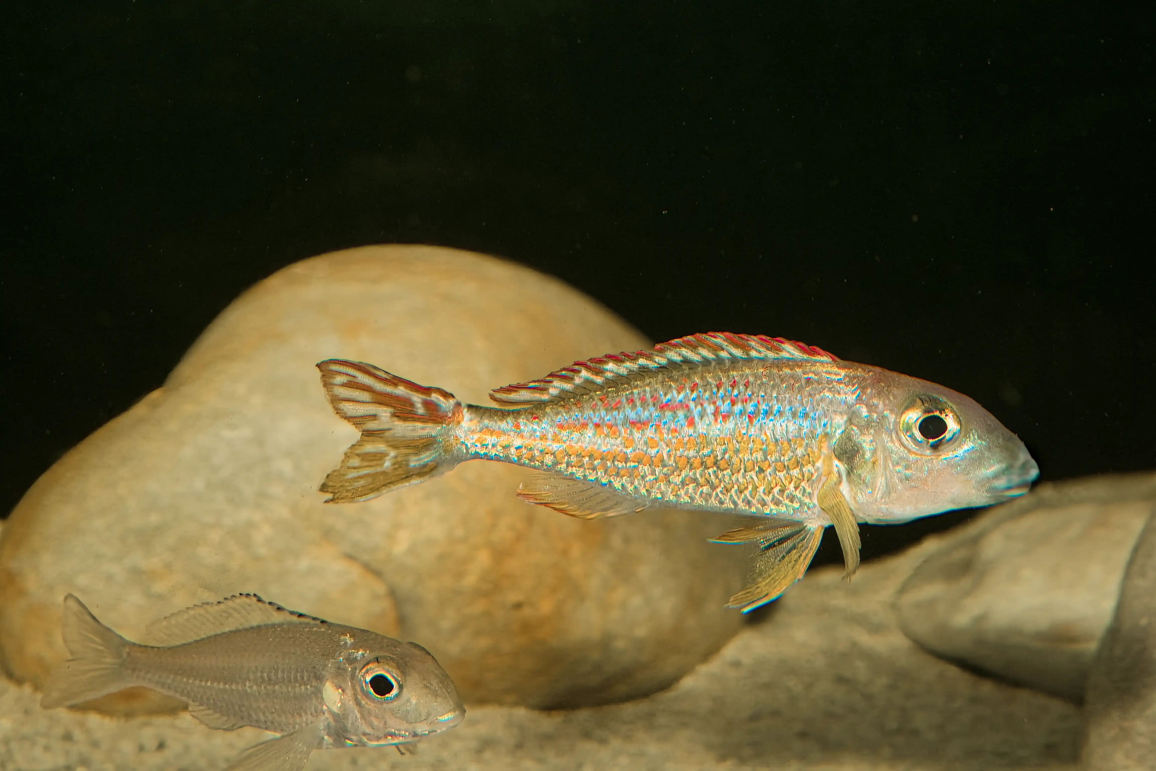Fotografie druhu Callochromis pleurospilus Bangwe