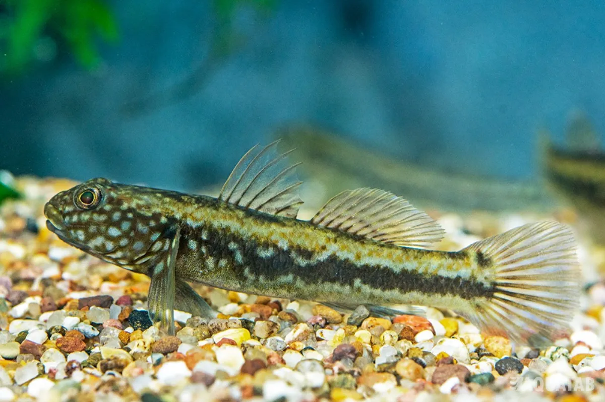 Fotografie druhu Papuligobius uniporus