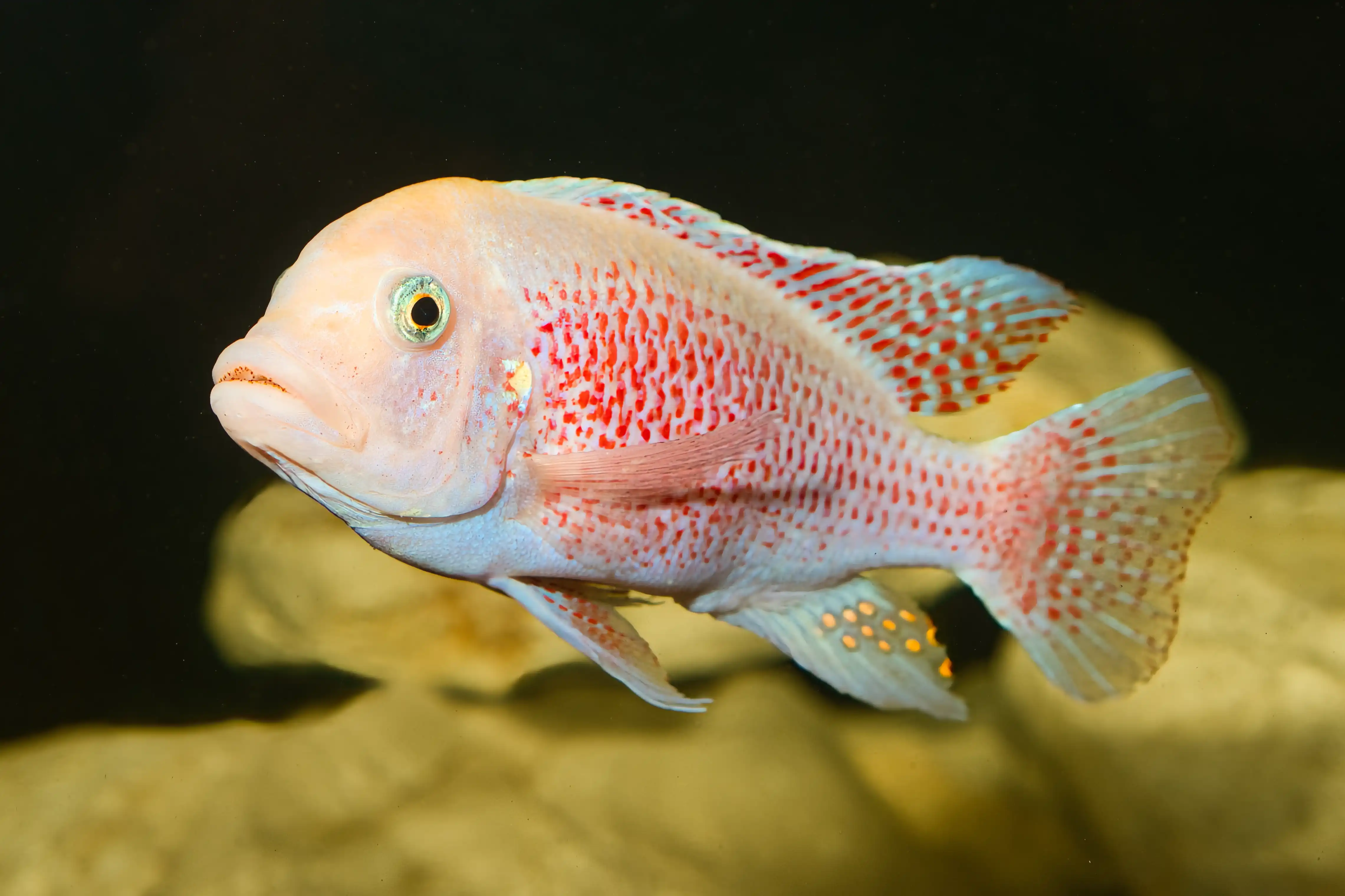 Fotografie druhu Maylandia zebra Red/Red