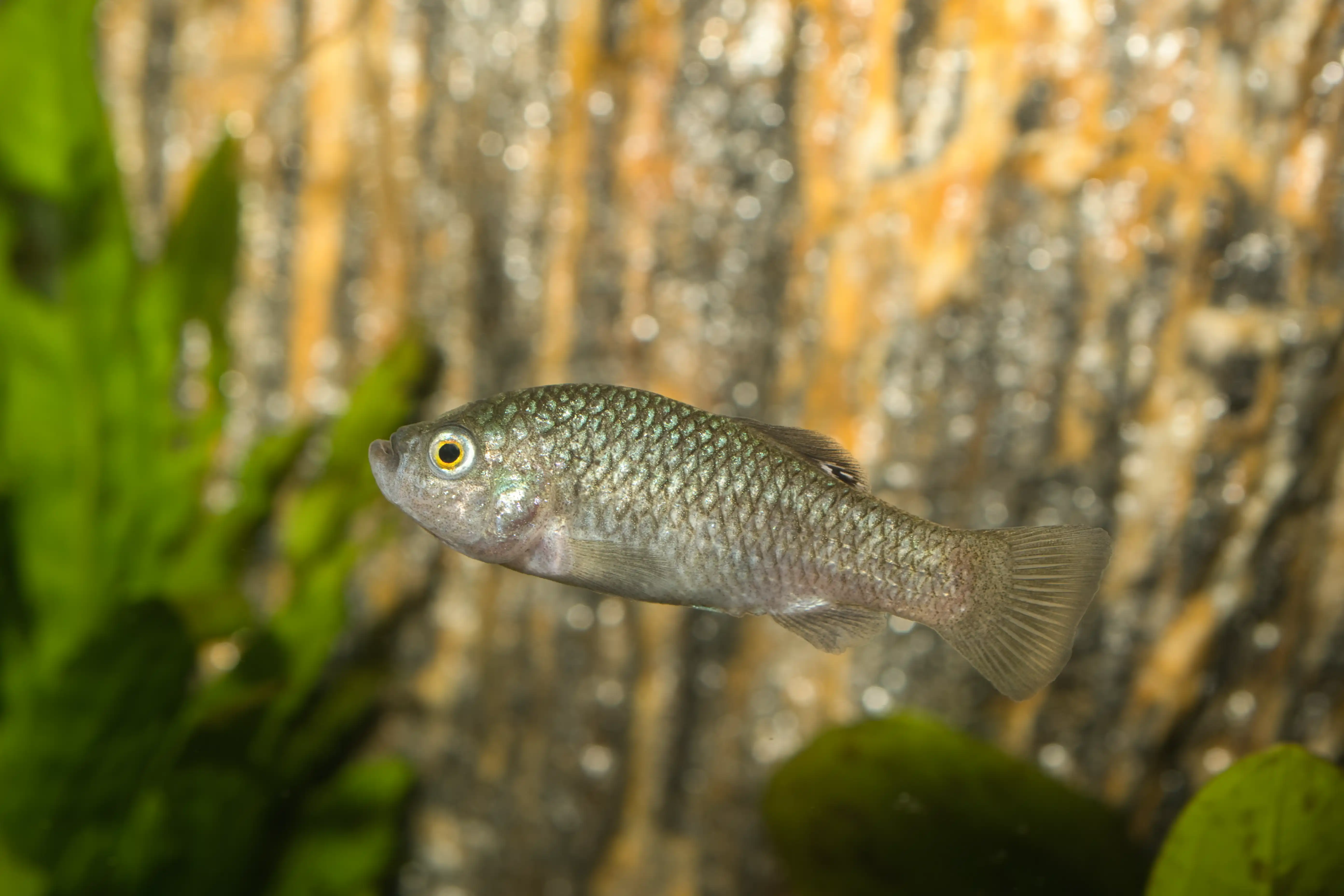 Fotografie druhu Cyprinodon longidorsalis
