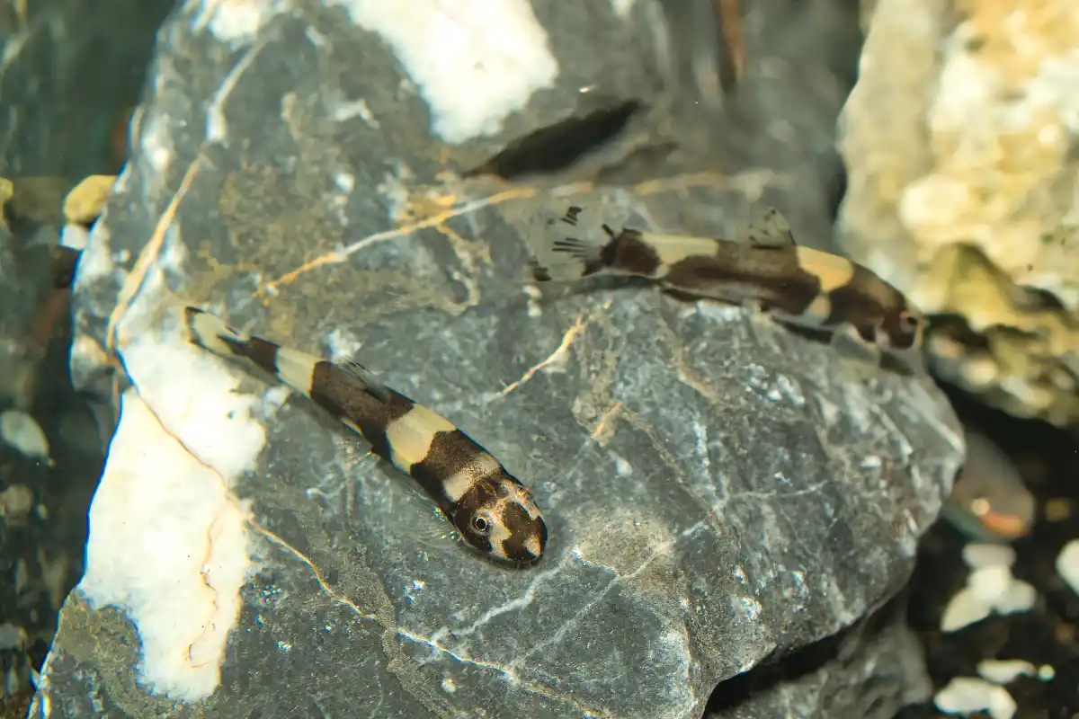 Fotografie druhu Yaoshania pachychilus