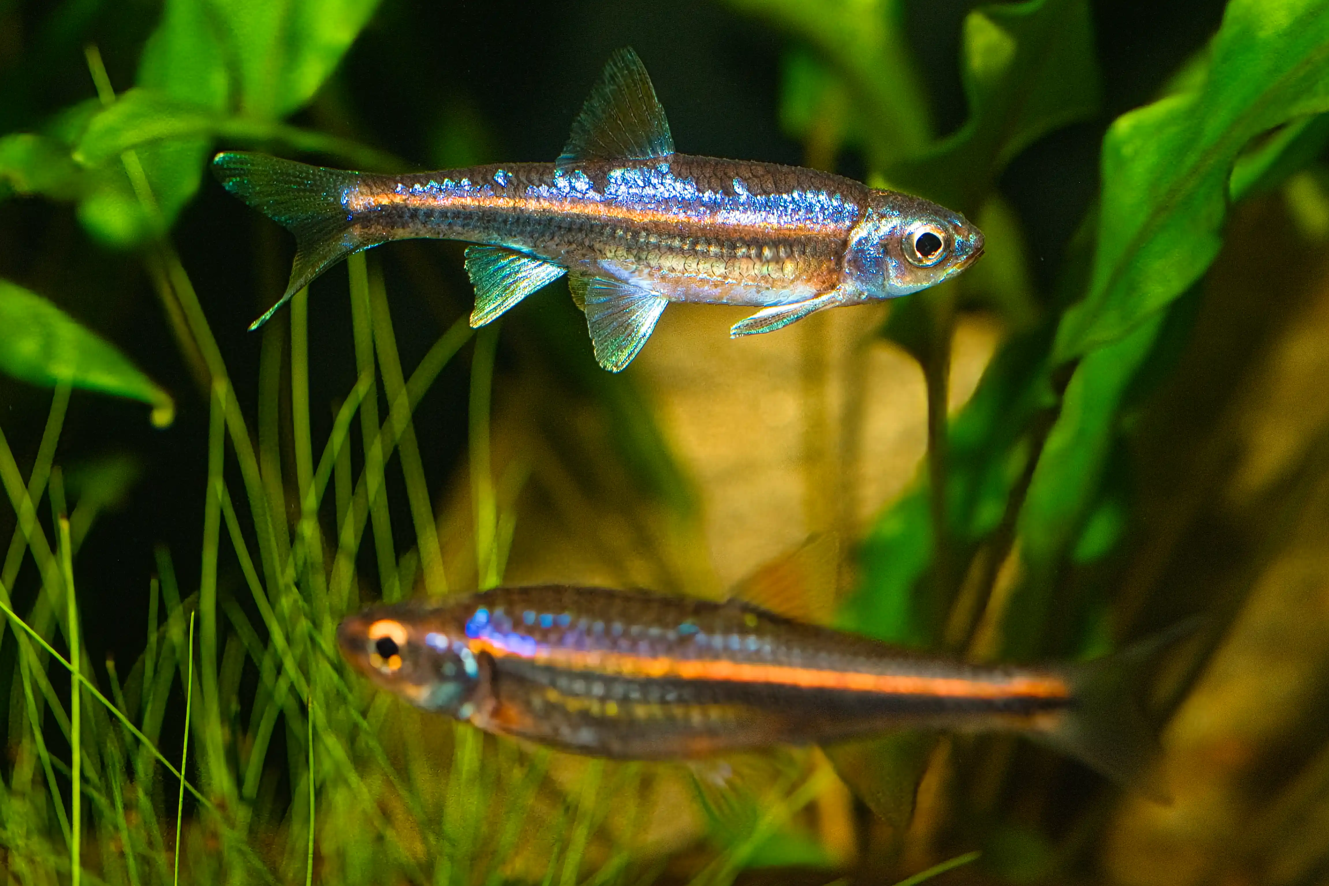 Fotografie druhu Hydrophlox chrosomus