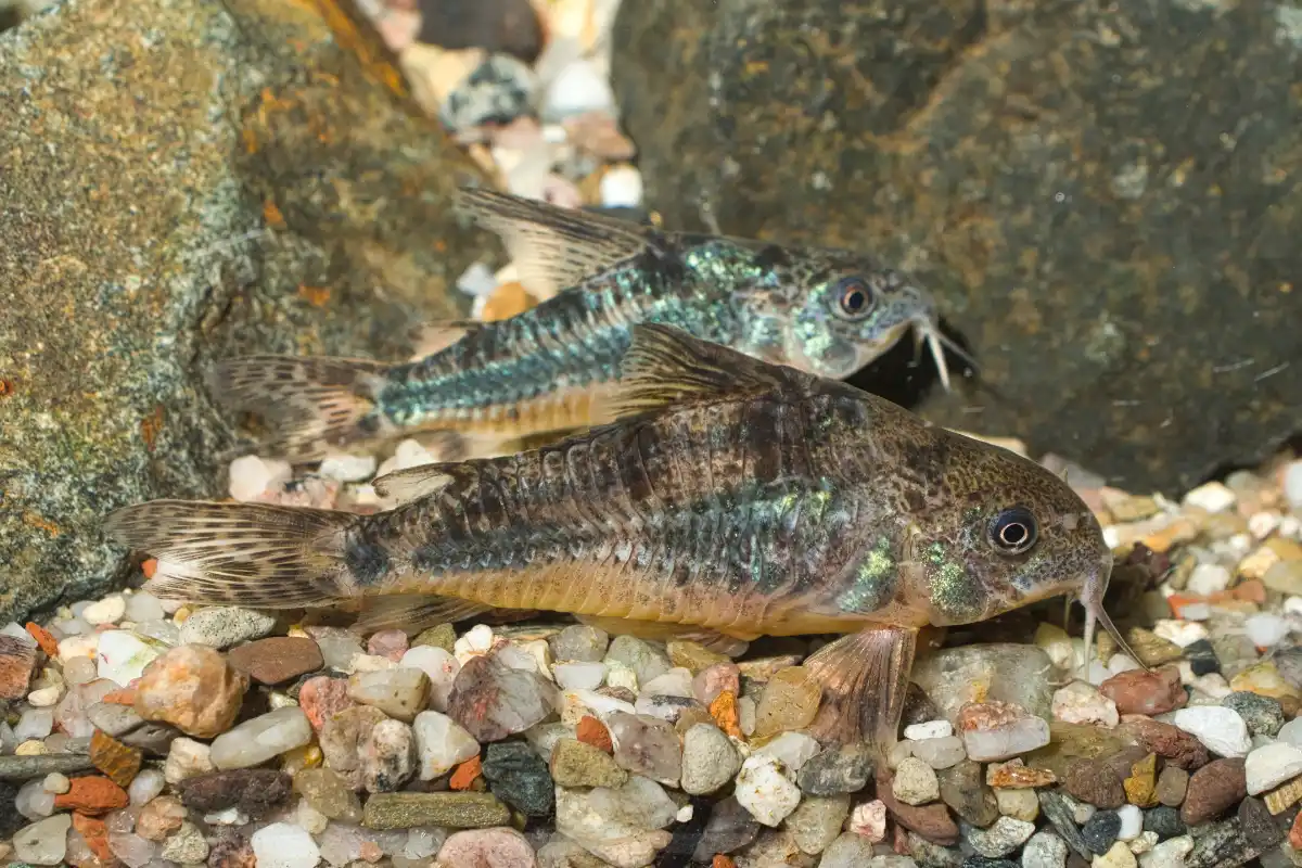 Fotografie druhu Hoplisoma paleatum