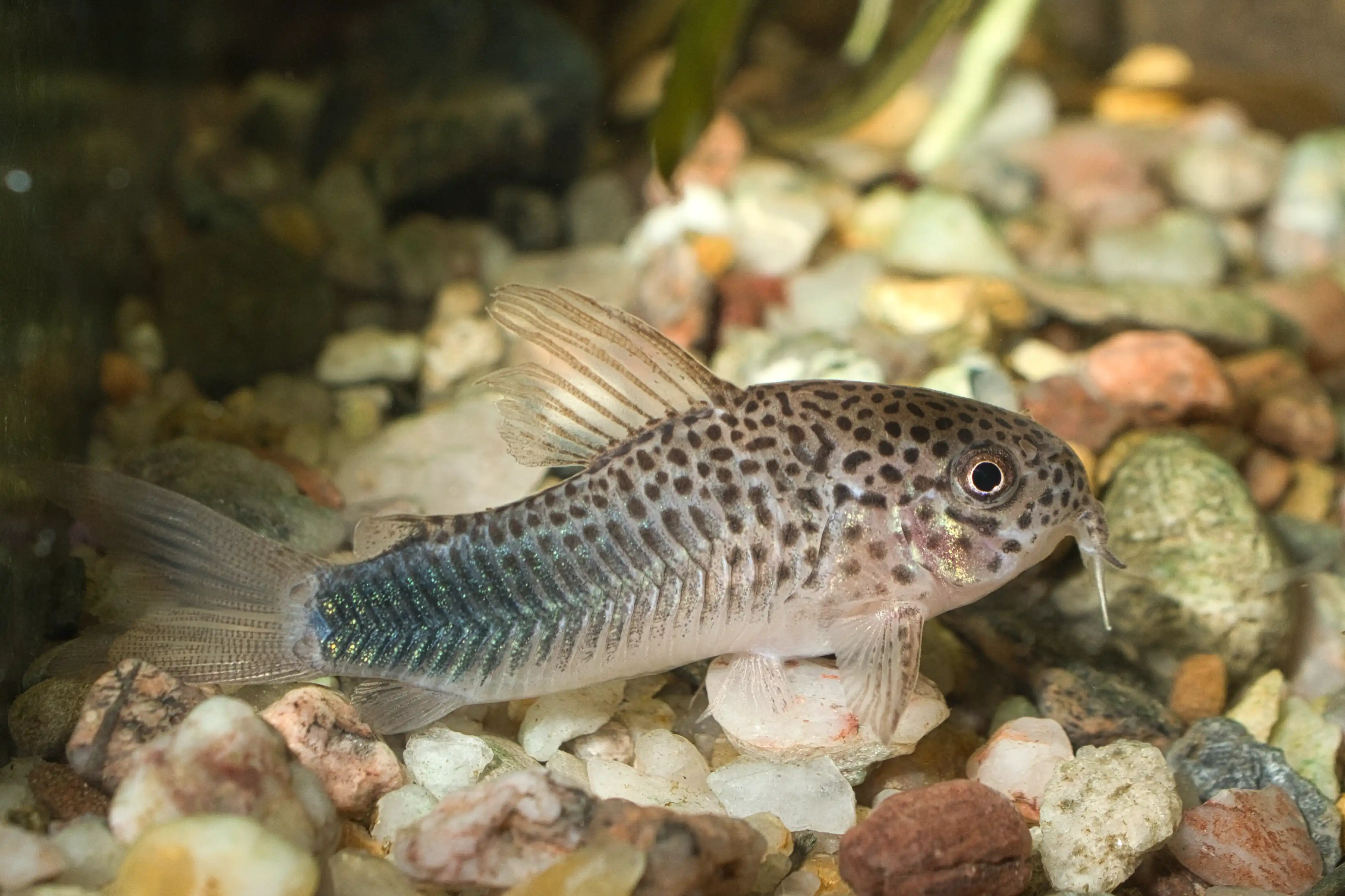Fotografie druhu Hoplisoma simile