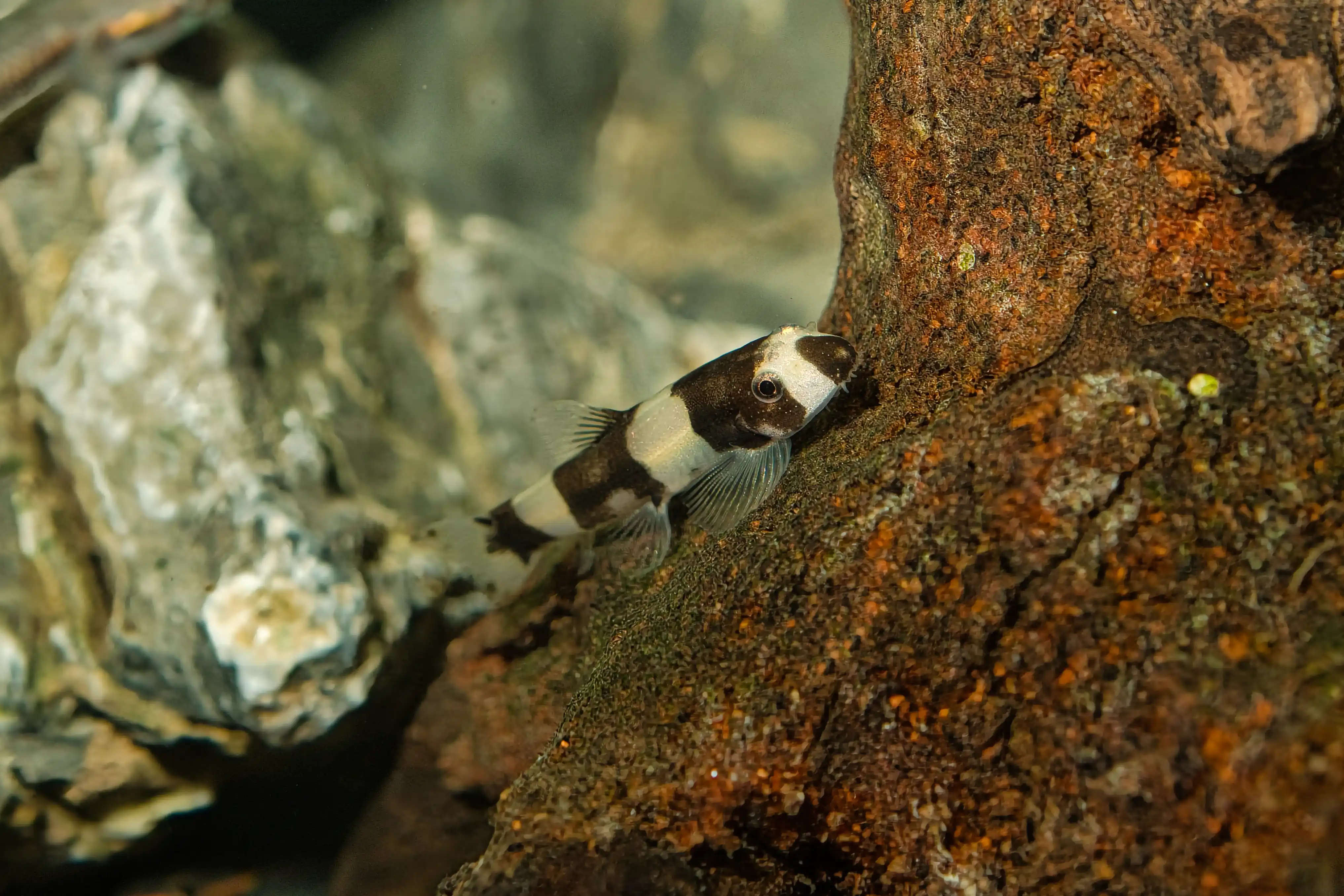 Fotografie druhu Yaoshania pachychilus