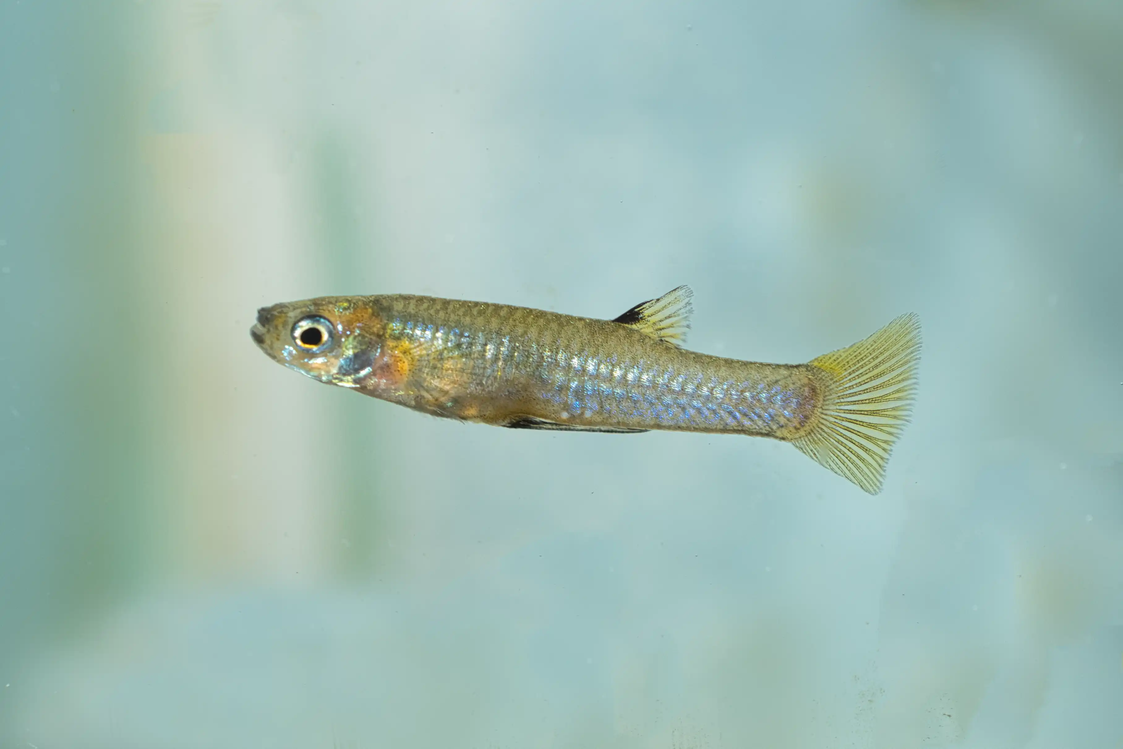 Fotografie druhu Poeciliopsis fasciata