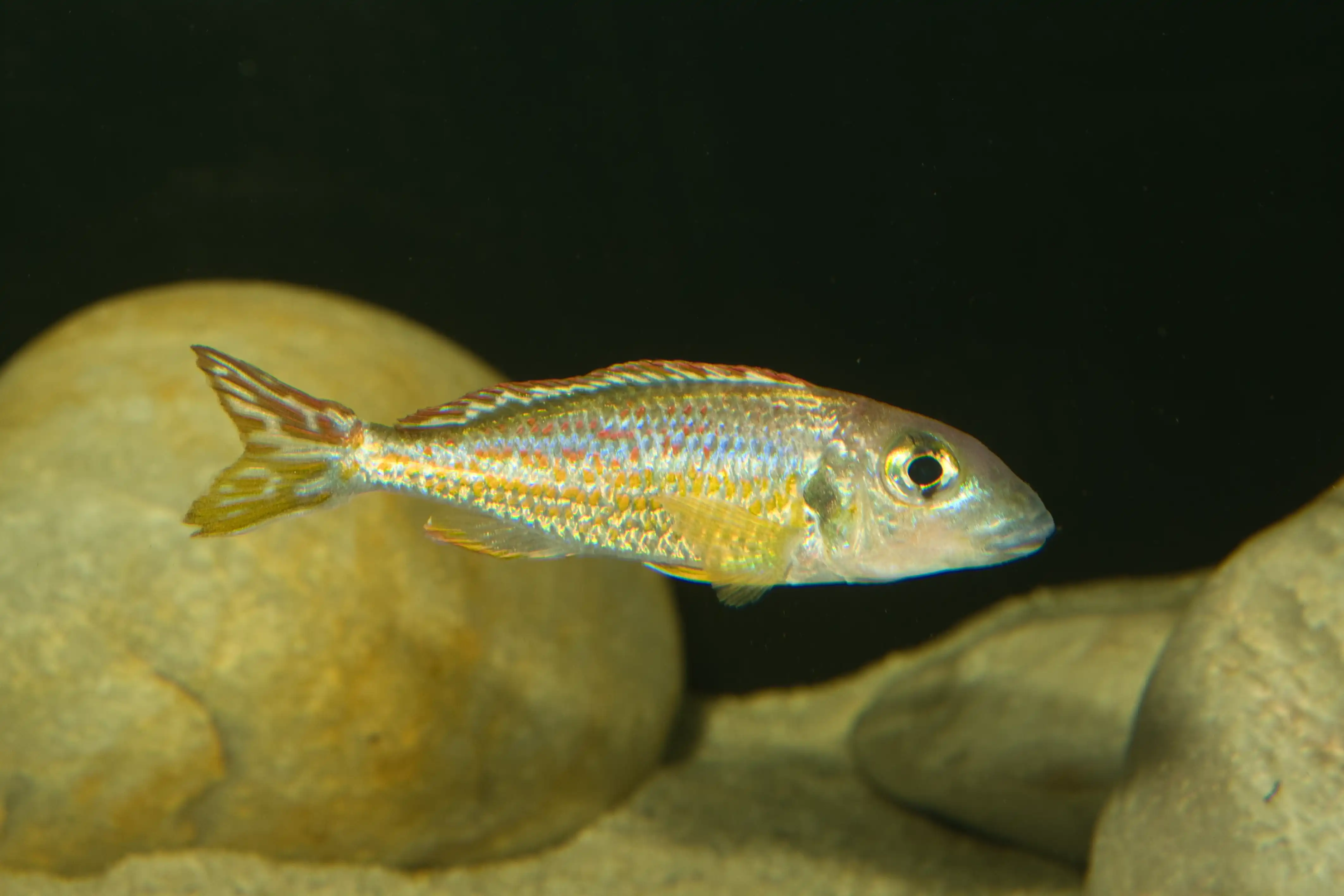 Fotografie druhu Callochromis pleurospilus Bangwe