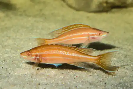 Fotografie druhu Paracyprichromis nigripinnis Blue Neon Albino