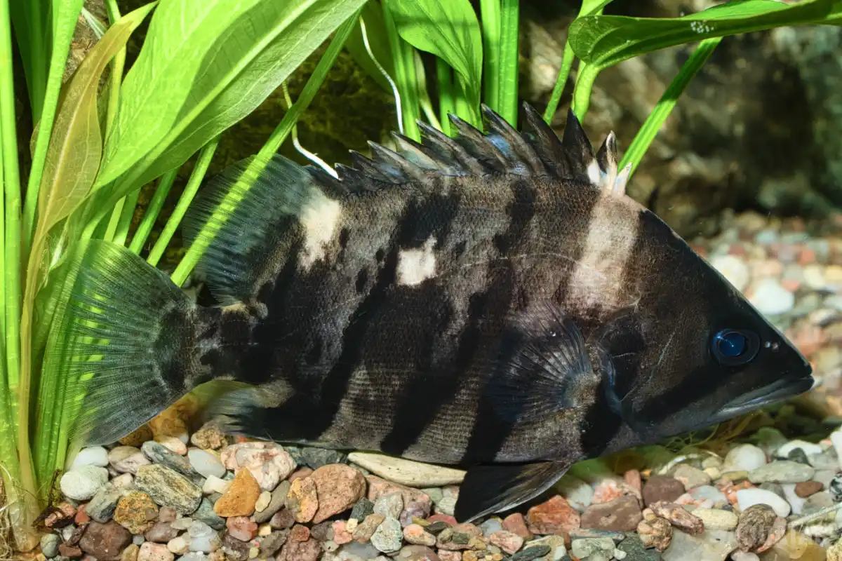 Fotografie druhu Datnioides microlepis
